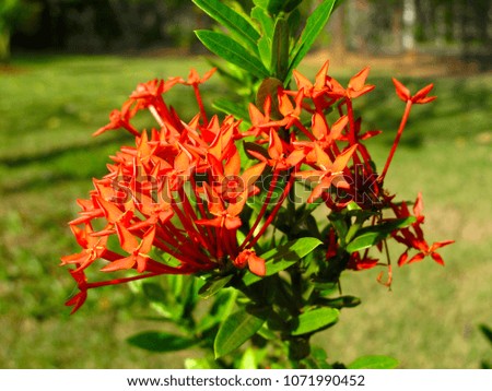 Rubiaceae is a tree with pointed flowers or flowers, characterized by distinctive colors.