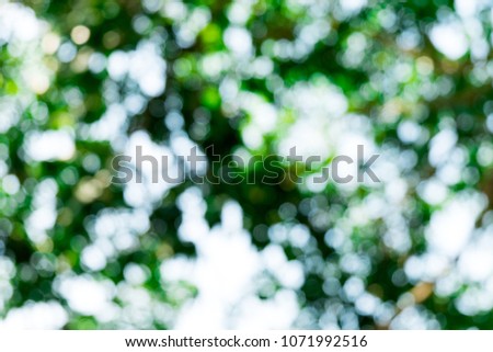 Natural bokeh abstract outdoor background.