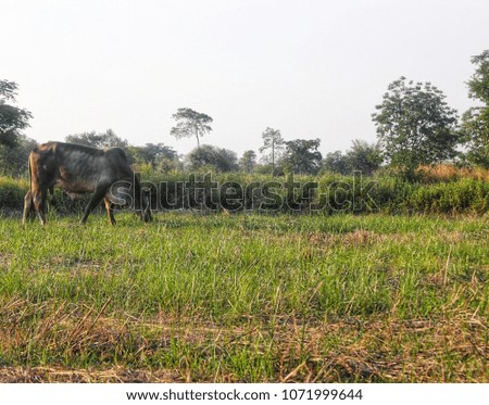 A black cow is eating grass in a field.