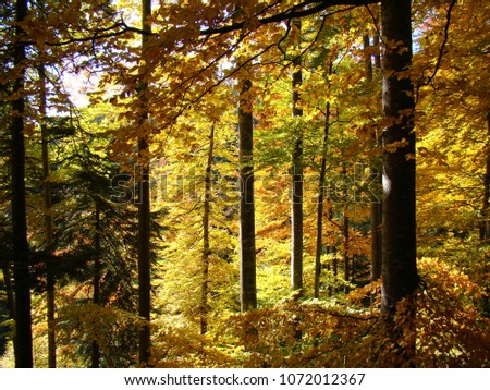 Early autumn foliage in the wild forests of the Carpathian Mountains.