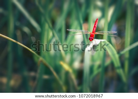 Beautiful nature picture of dragonfly on the leave
