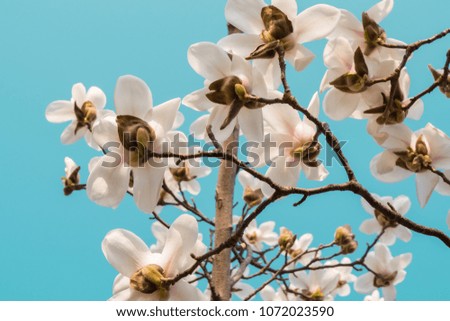 Beautiful white and pink blossoms against blue sky