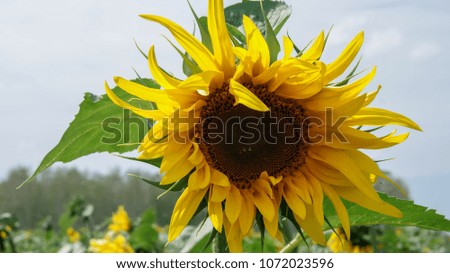 Close-up picture of sunflower's field, blue sky background