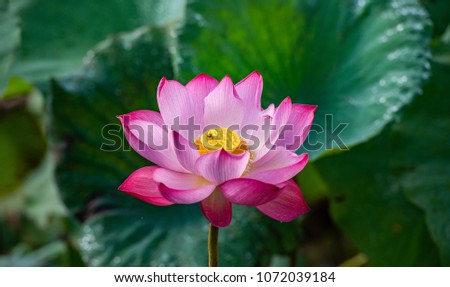 Lotus flower. The background is the pink lotus flowers and yellow lotus bud in a pond. Viet Nam. Peace scene in a countryside, Vietnam