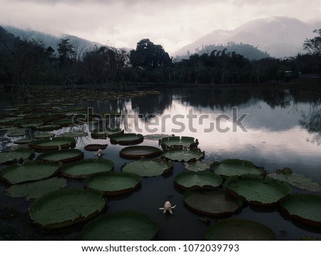 Water lily in the water in foggy mountains at sunset 
