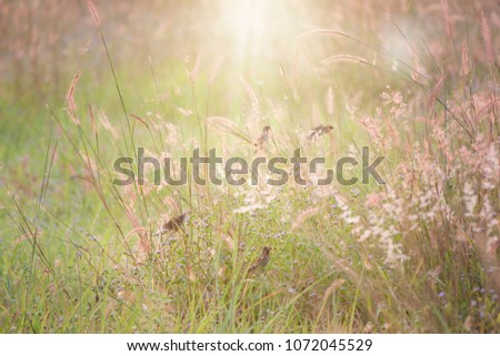 Bird play or relax on top of the grass with flowers on the meadow. with Sunlight splash on top.