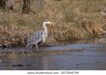 Gray heron hunting for fish in a lake