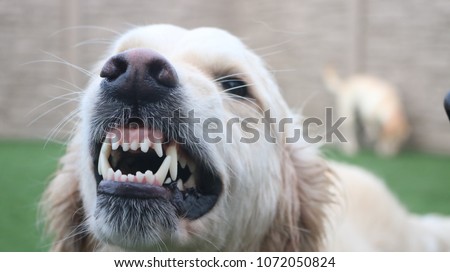 dog angry growl Royalty-Free Stock Photo #1072050824
