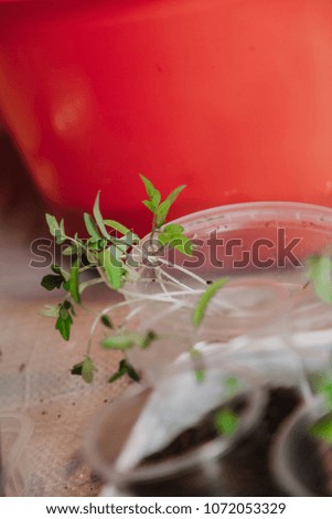 We grow seedlings. Thin sprouts of tomatoes with green leaves lie in a container against the background of containers with earth