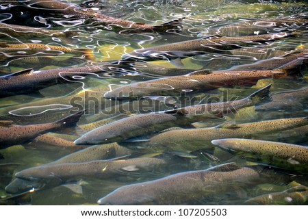 Salmon Run Royalty-Free Stock Photo #107205503