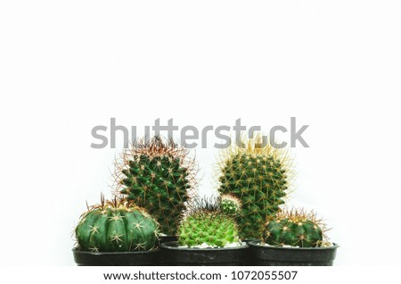 White background cactus, free space