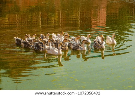Flock of ducks swim on water in a pond.
