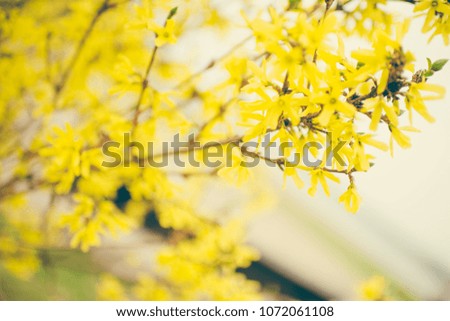 Blossom yellow bush in spring abstract and toned photo