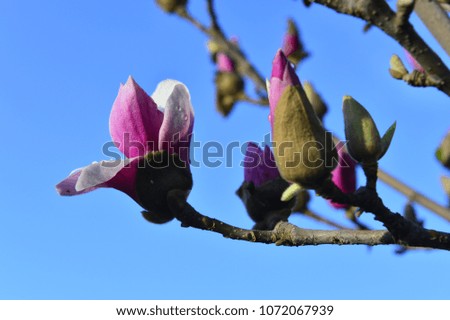 The beautiful magnolia