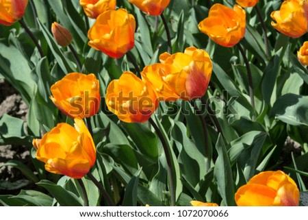 Orange tulips close-up in the garden. Beautiful spring flower background. Soft focus and bright lighting. Blurred background with space for text. Flower bed in bright sunlight.