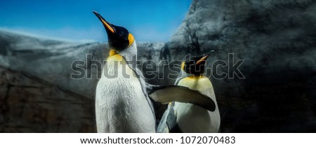 Group of king penguins on South Georgia Island Antarctica, sky and ice mountain background
