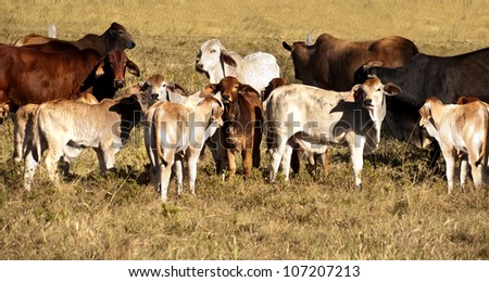 Australian Beef cattle cows with their calves panorama scene