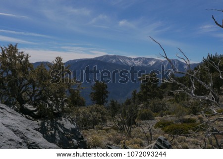 Rugged Bent Trees,  Mount San Jacinto National Park