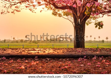 Romantic falling pink tabebuya flower tree on floor of country road  in spring season at sunset pink gold color sky in front of rice field farm. Beautiful nature background with copy space for text.