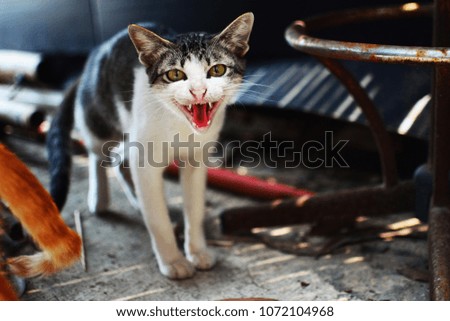 Stray cats photographed 