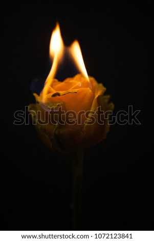 A beautiful yellow flower burns in the fire