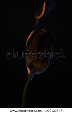 A beautiful yellow flower burns in the fire