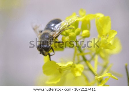 A bee is busy pollenating flowers as it goes about it's job collecting pollen.