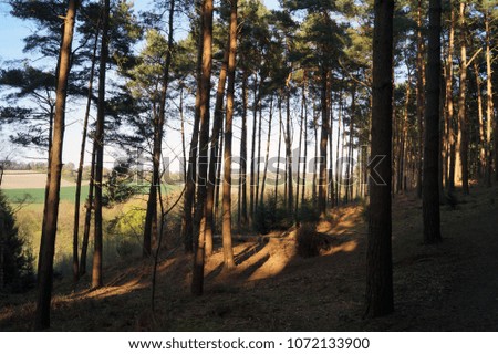 Evening view though a woodland of pin trees with countryside in the background