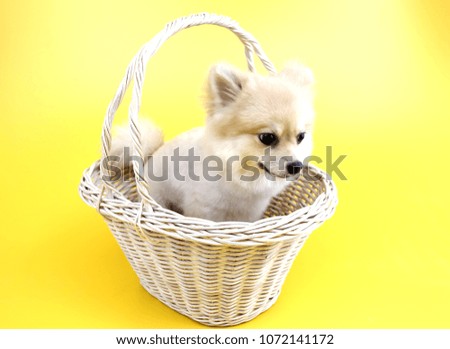 Dog in a basket with yellow background.