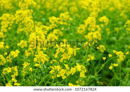  A Field Of Yellow Rapeseed Flowers In Century Park China