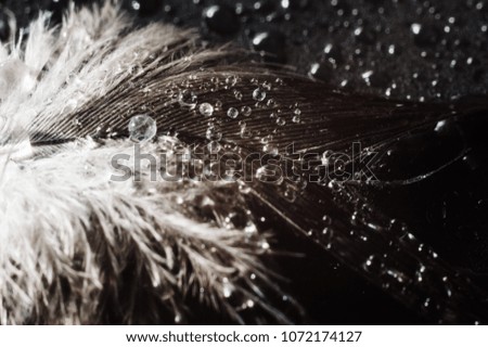 water drops on feather