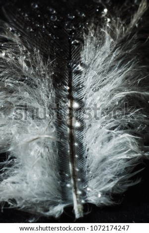 drops on feather macro closeup