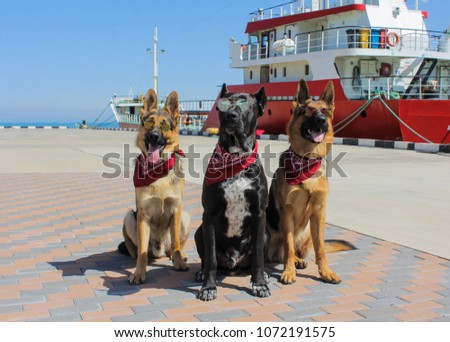 Cane Corso Dog With Bandana Images And Stock Photos Avopixcom