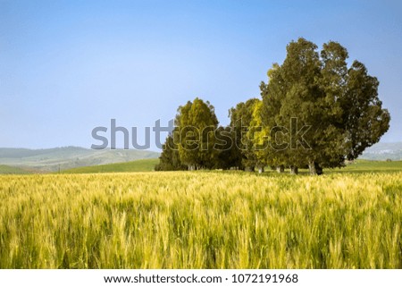A wide wheat field full of spikes with a group of trees on the right side