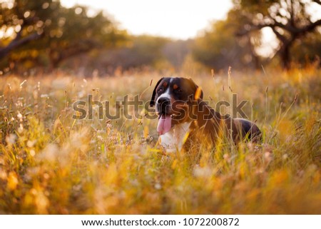 The great swiss mountain dog lying in the grass and breathes with his tongue hanging out. The picture taken in summer in an old garden.