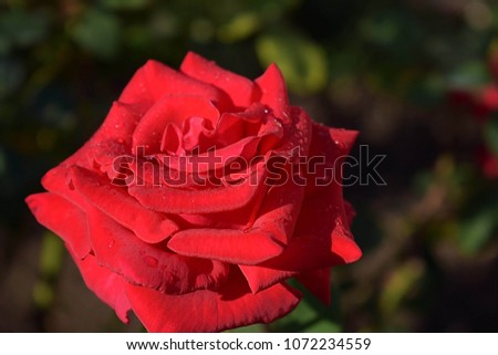 a beautiful red rose - "Red Magic", on a bush in the garden. Germany, Bavaria.