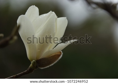 magnolia and raindrops, charming color and lovely shape