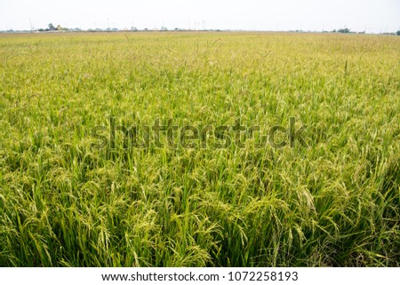 Golden rice in the fields are ready to harvest. 