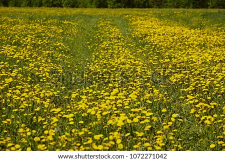 Spring field with dandelions and blue sky with white clouds in a bright sunny day. Yellow expanse of flowers. Beautiful summer landscape in the countryside, in nature. Close-up and macro photograph.