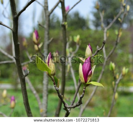  The large buds of pink magnolia (Magnolia liliiflora) on bare branches of a tree. selective focus.  sunny spring day.