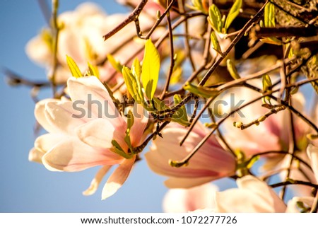 Magnolia blossom with blue sky