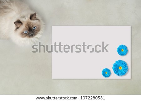 Creative workplace and blank. Template with paper flowers and cat. View from above.