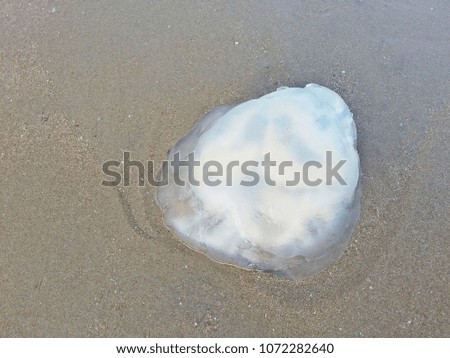 Jellyfish on the beach.