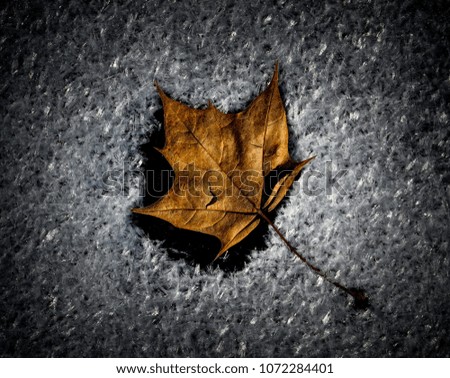 Frozen maple leaf laying on the ground with ice around it