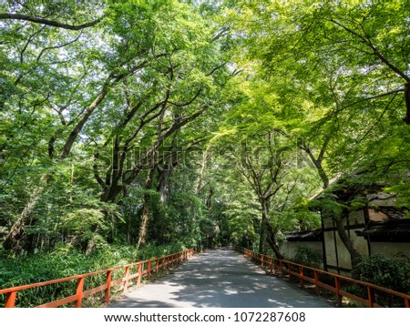 A promenade in the woods of Kyoto in the summer where green shines.