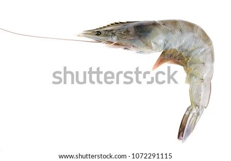 pacific white shrimp isolated on white background close up closeup macro shot.