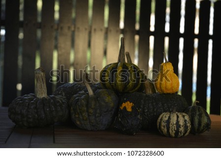 Pumpkin in different shape and colors.