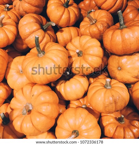 Pumpkins in the picture. Many orange decorations for Halloween. Seasonal agriculture. Fall time. 