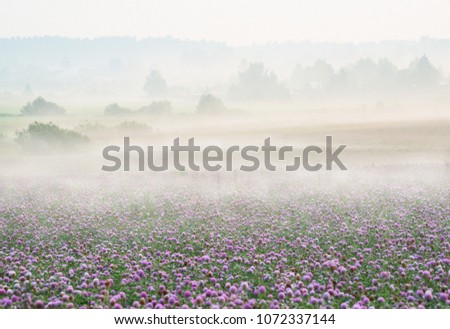  A field of flowering red clover in thick fog at dawn, a simple uncluttered landscape.