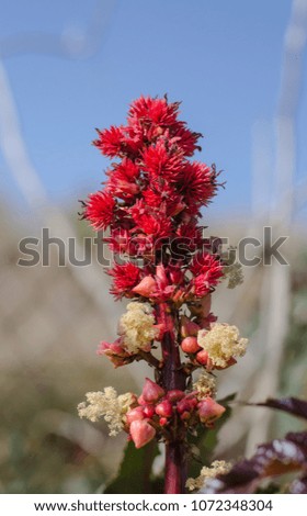 Close up picture of red flowers branch